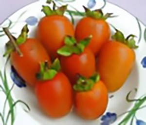Saijo Persimmon
